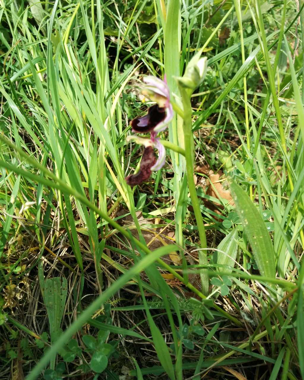 Ophrys bertolonii subsp. benacensis